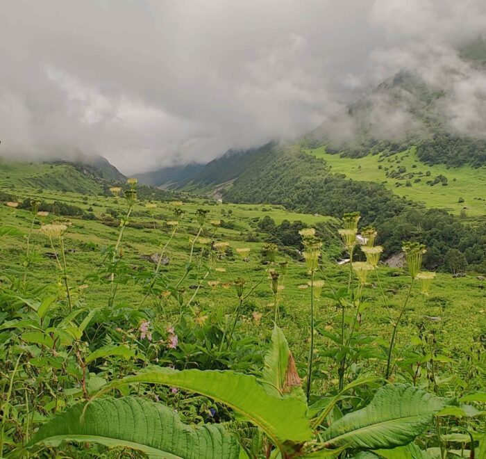 Valley of Flowers – August 2024