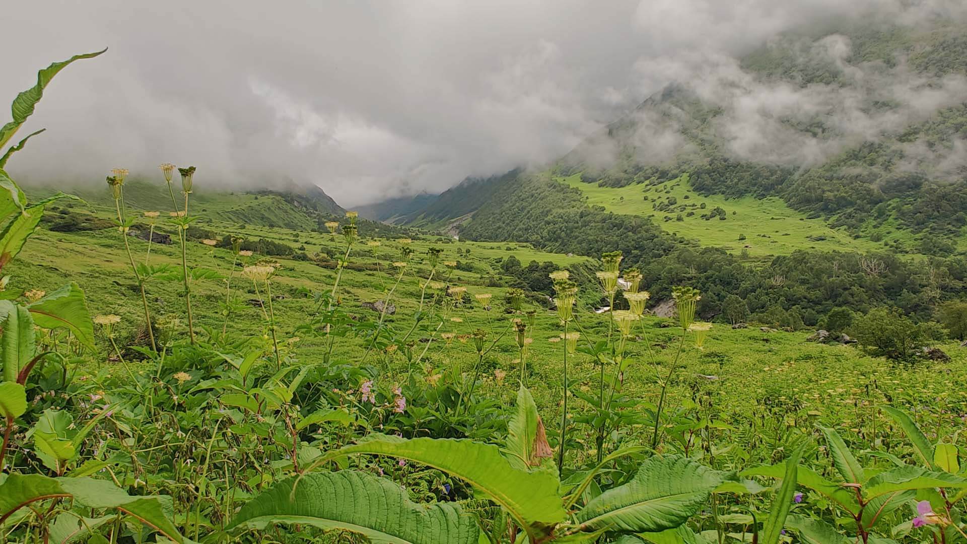 Valley of Flowers – August 2024